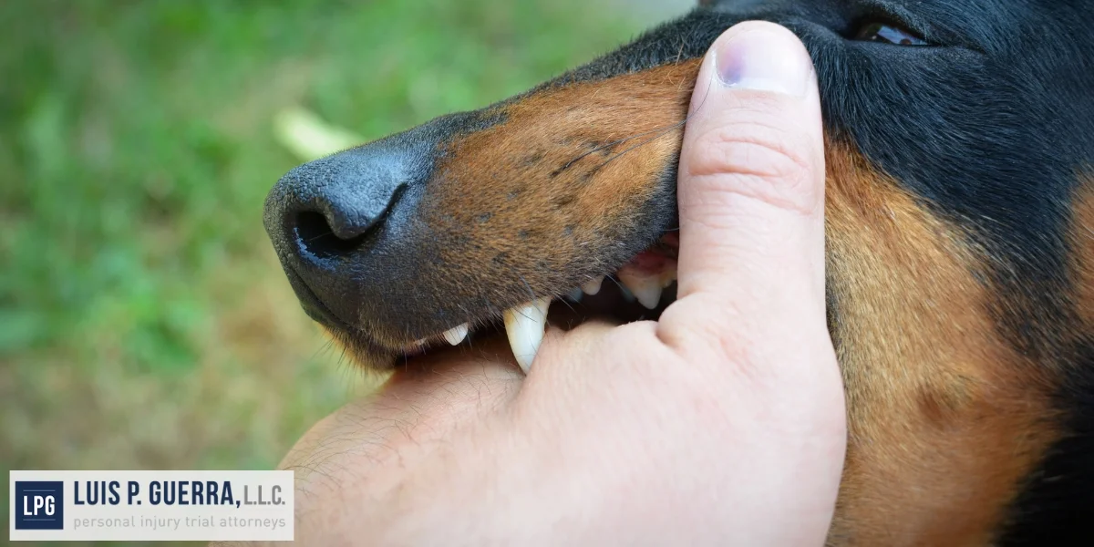 Skilled Scottsdale Dog Bite Attorney