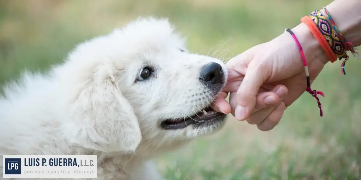 Trusted Gilbert Dog Bite Lawyer
